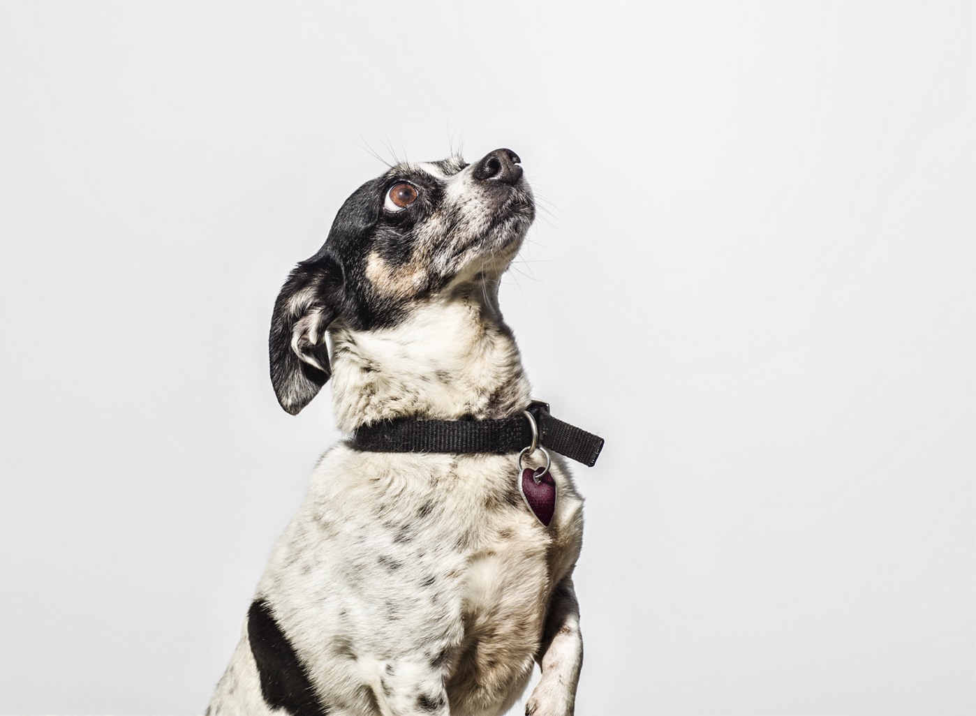 Christopher Nelson Photography | Animals | Dogs&Cats | Amanda Foundation | Saatchi&Saatchi/LA
