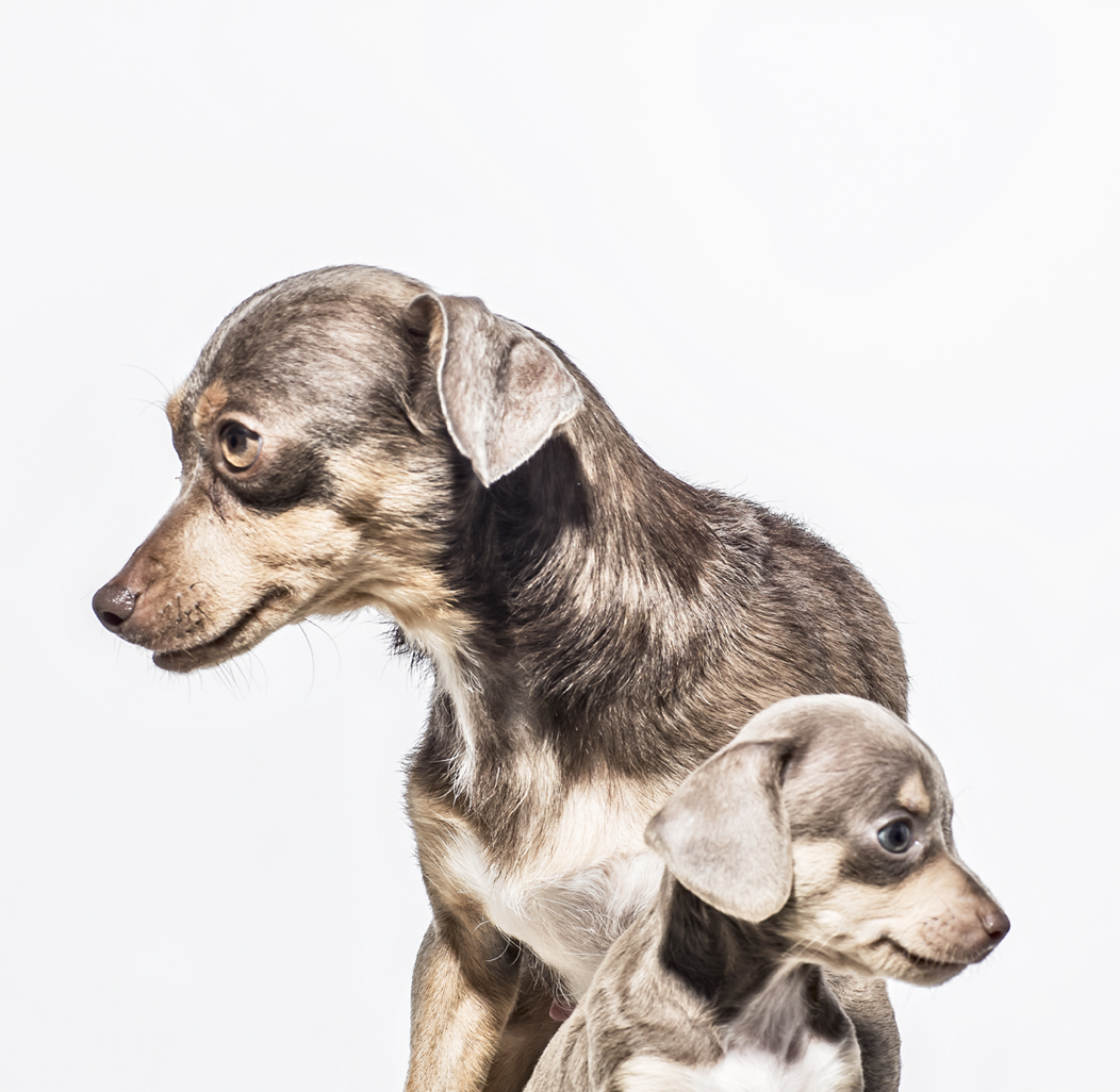 Christopher Nelson Photography | Animals | Dogs&Cats | Amanda Foundation | Saatchi&Saatchi/LA