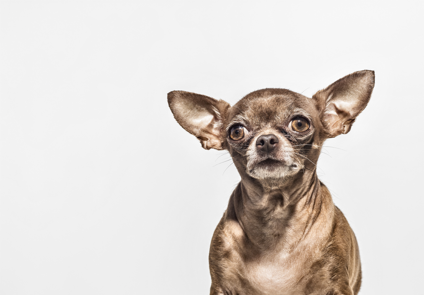 Christopher Nelson Photography | Animals | Dogs&Cats | Amanda Foundation | Saatchi&Saatchi/LA
